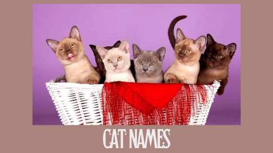 How to Choose a Unique Name for Cat