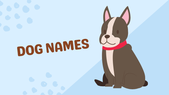 Best Female Dog Names