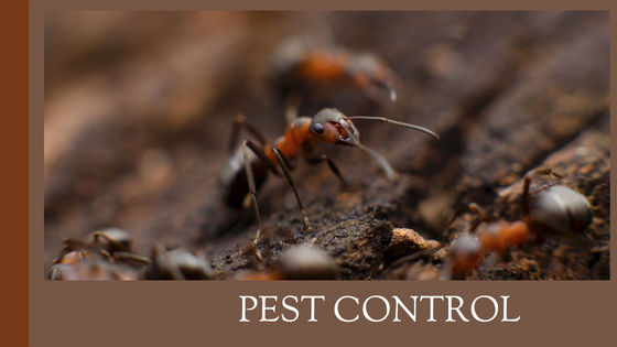 Maintaining A Pest-Free Home