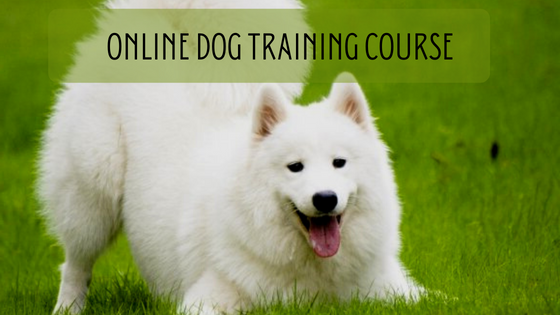 Choose The Right Online Dog Training Course
