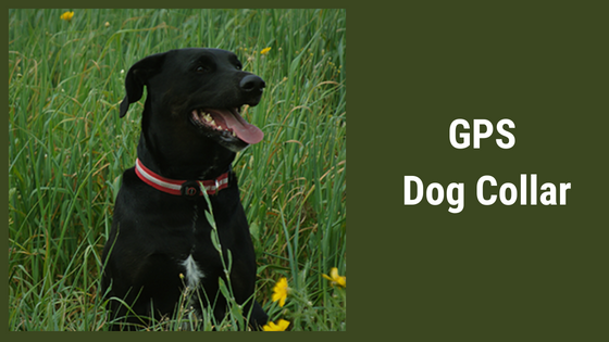 GPS Dog Collars and Wireless Fence